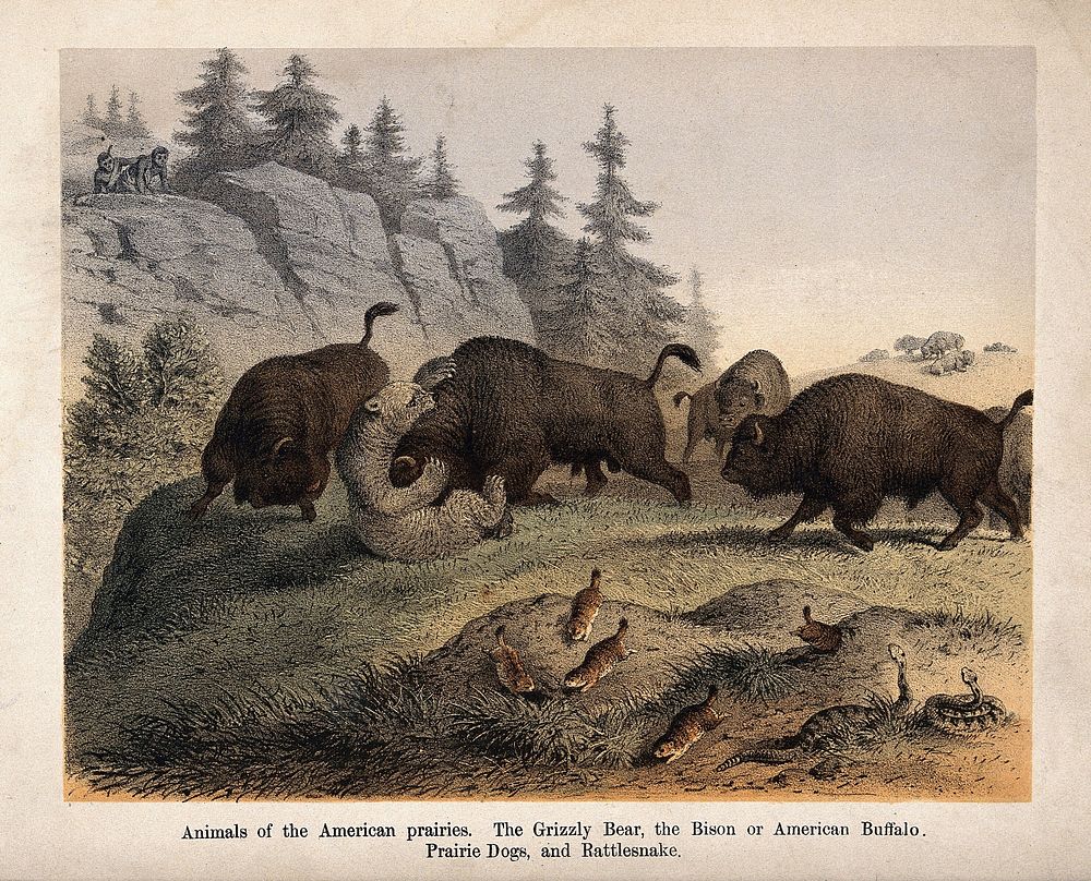 America: A grizzly bear fights with bisons. Coloured lithograph.
