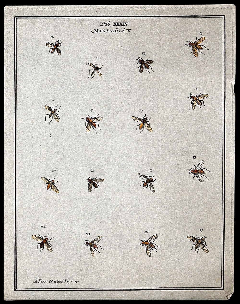 Fourteen flies (Muscæ species). Coloured etching by M. Harris, 1780.