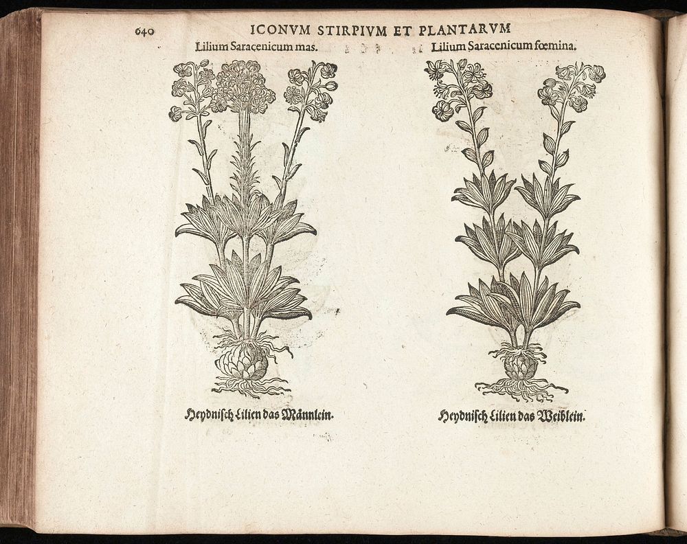 Eicones plantarum seu stirpium, arborum nempe, fructicum, herbarum, fructuum, lignorum, radicum, omnis generis; tam…