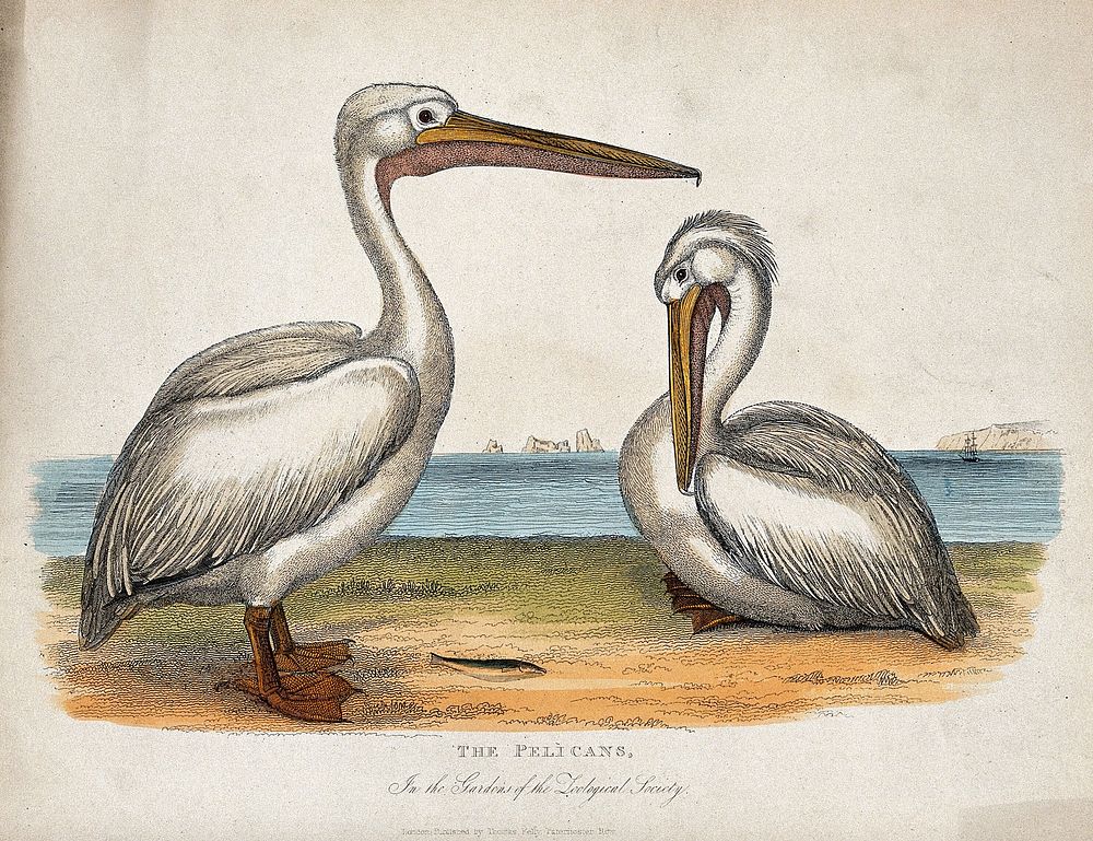 Zoological Society of London: two pelicans. Coloured etching.
