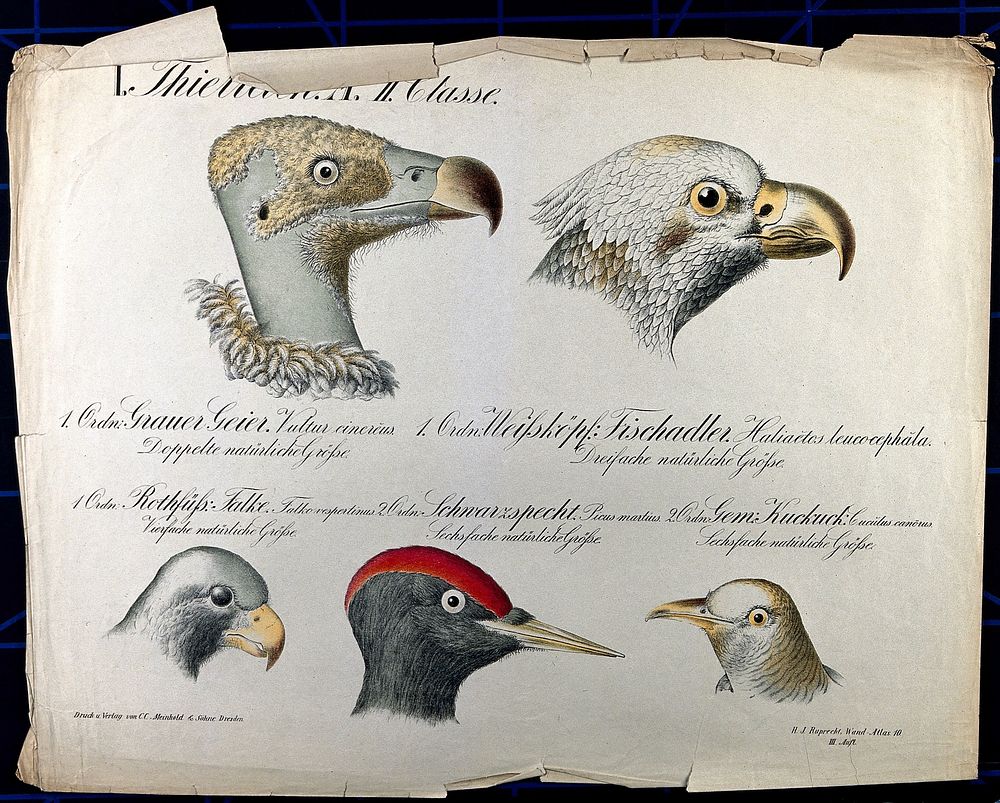 Heads of five birds, including a grey vulture, white-headed osprey, falcon, black woodpecker and a cuckoo. Chromolithograph…