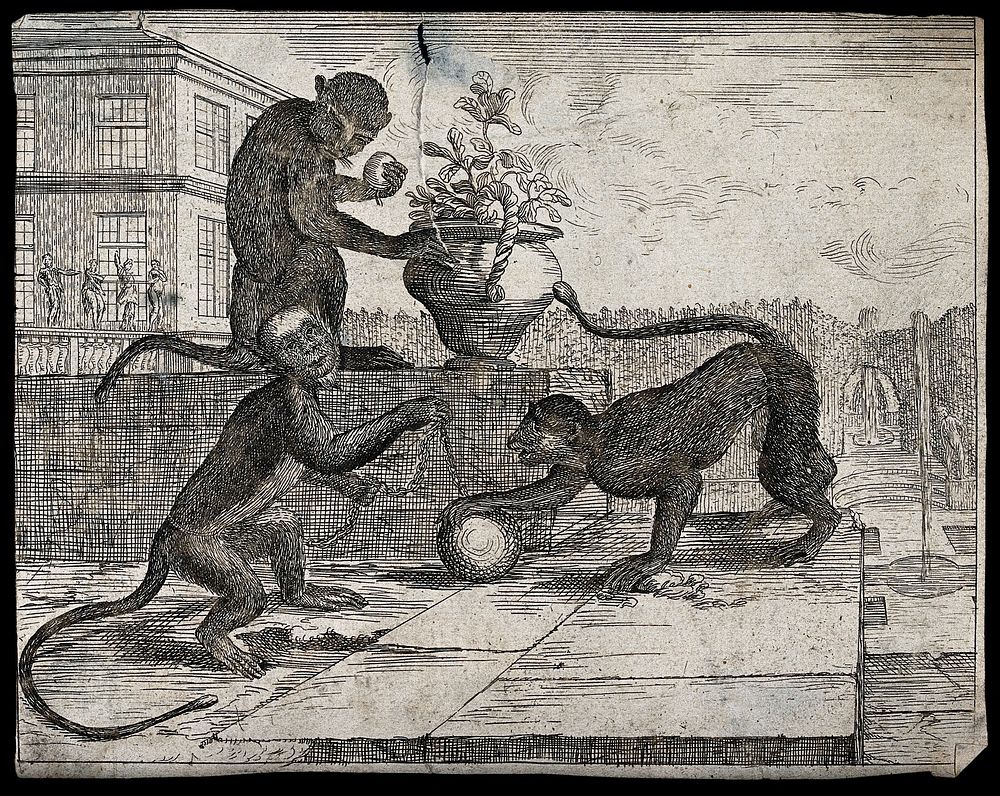 Three monkeys playing with a ball and chain and potted plant outside a classical house. Etching.