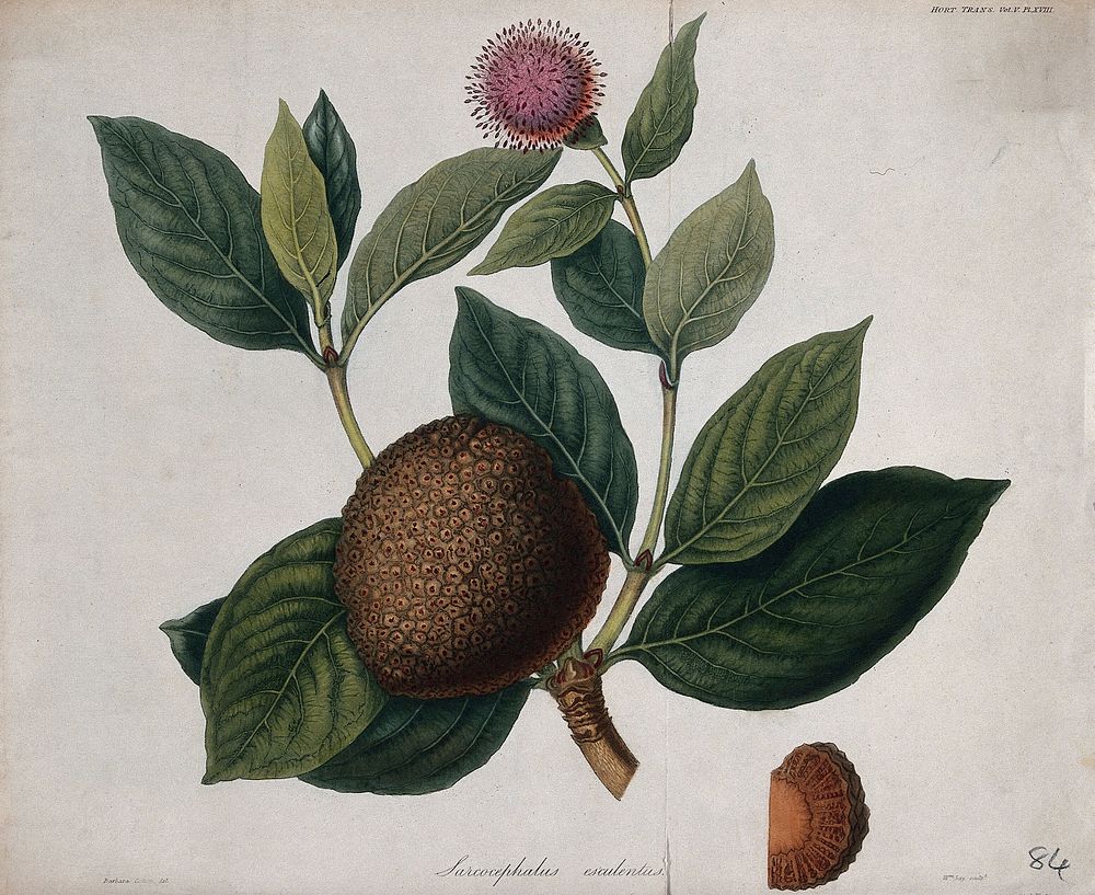 African peach (Sarcocephalus latifolius): fruiting and flowering stem with section of fruit. Coloured steel engraving by W.…