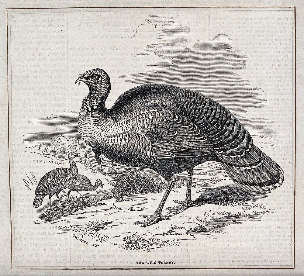 A wild turkey. Wood engraving by Pearson.