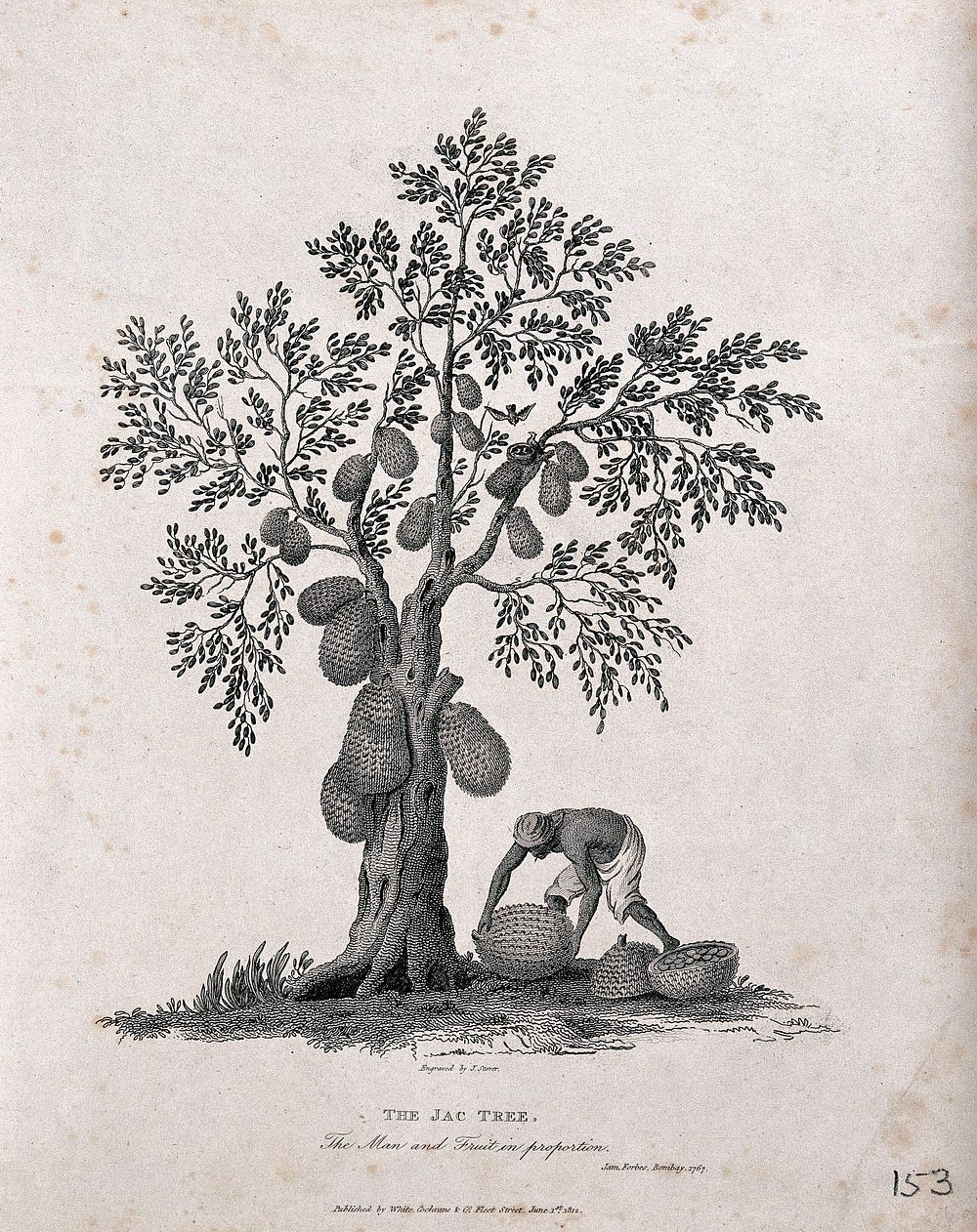 Jak or jack tree (Artocarpus heterophyllus Lam.) with man collecting the fallen fruit. Engraving by J. Storer after J.…