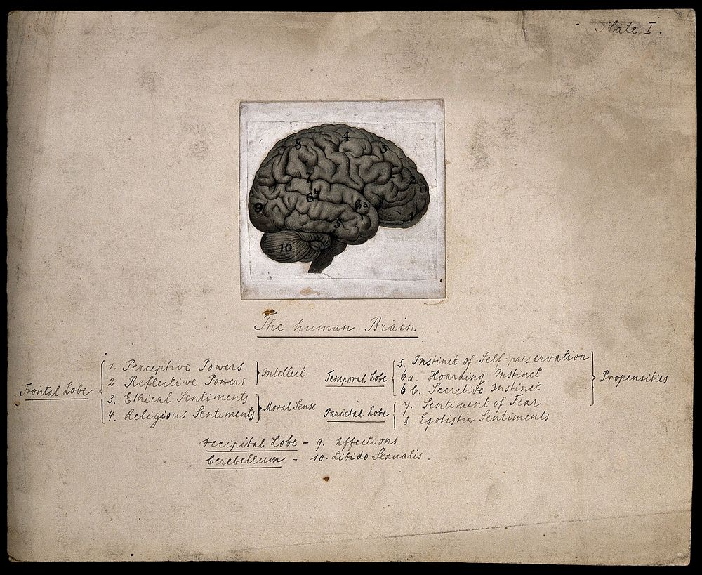 The human brain, divided according to Bernard Hollander's system of phrenology. Process print with pen and ink, c. 1902.