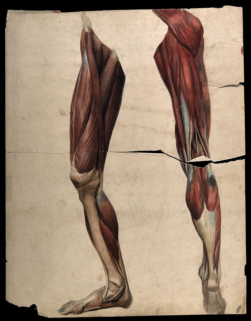 Muscles and tendons legs and | Free Photo Illustration - rawpixel