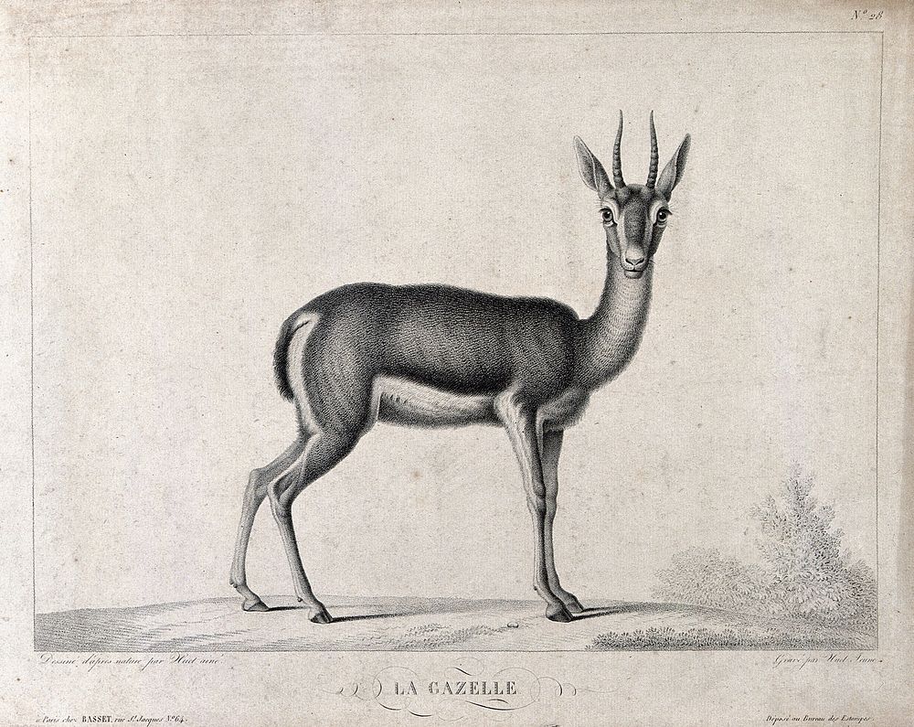 A gazelle. Stipple engraving by Huet, the younger, after Huet, the older.