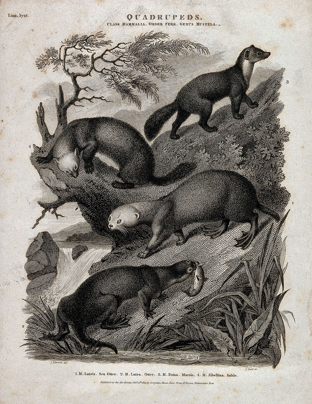 Four four-footed mammals of the order Ferae shown in their natural habitat. Line engraving by S. Edwards after J. Scott…