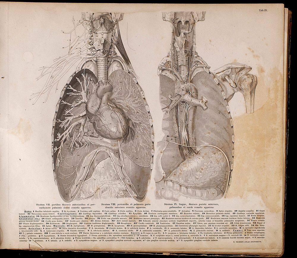 Roberti Froriepi Atlas anatomicus : partium corporis humani per strata dispositarum imagines in tabulis XXX ab Augusto…