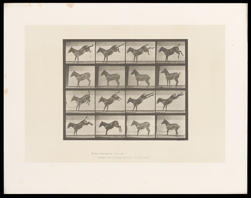 A mule kicks its hind legs. Collotype after Eadweard Muybridge, 1887.