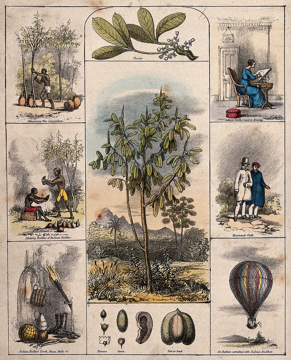 A Brazilian rubber tree (Hevea Brasiliensis), its flower and fruit segments bordered by six scenes illustrating its use by…