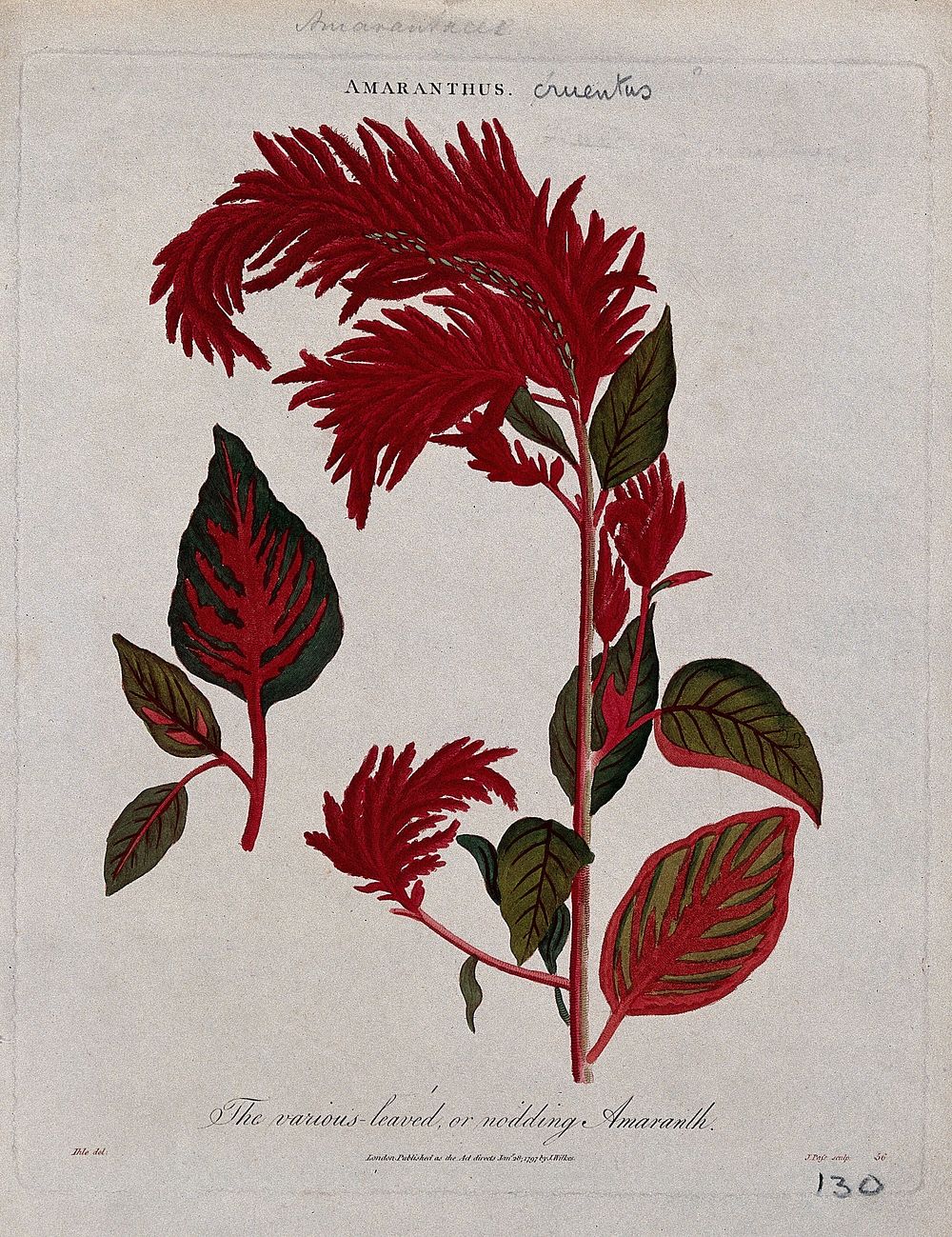 A plant (Amaranthus cruentus): flowering stem. Coloured etching by J. Pass, c. 1797, after J. Ihle.