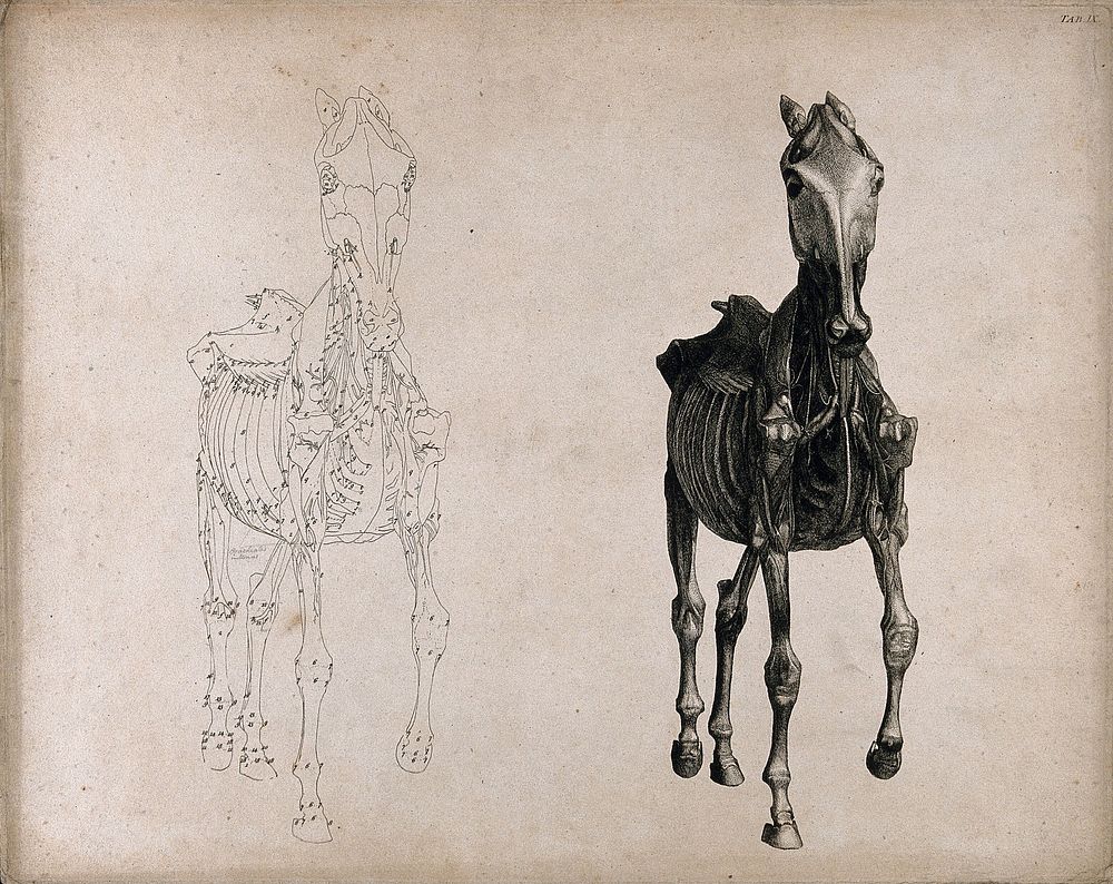 A horse, seen from the front: two écorché figures showing the muscles and bones, one an outline drawing, the other a tonal…