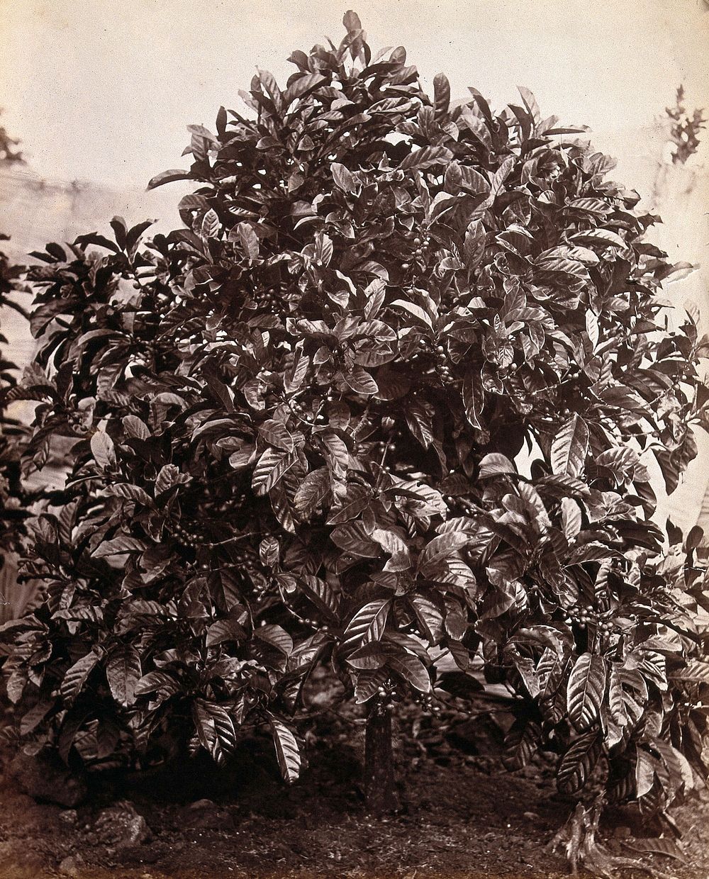 A fruiting coffee tree (Coffea arabica) Photograph.