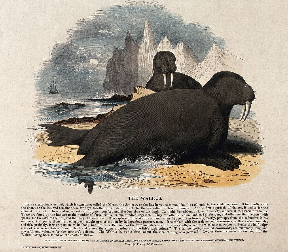 Two walrusses lying on a shore in a polar landscape. Coloured wood engraving by J. W. Whimper.