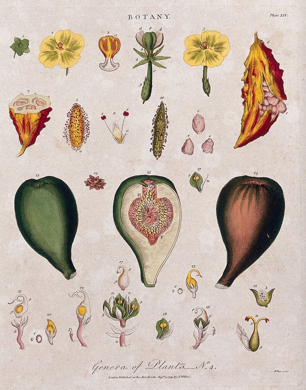 Three different flowers and two fruit with anatomical details. Coloured etching by J. Pass, c. 1799.