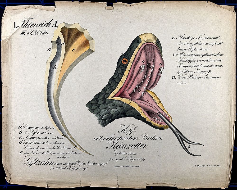 Left, poisonous fang of an asp viper; right, head of an adder, with mouth wide open and tongue protruding. Chromolithograph…