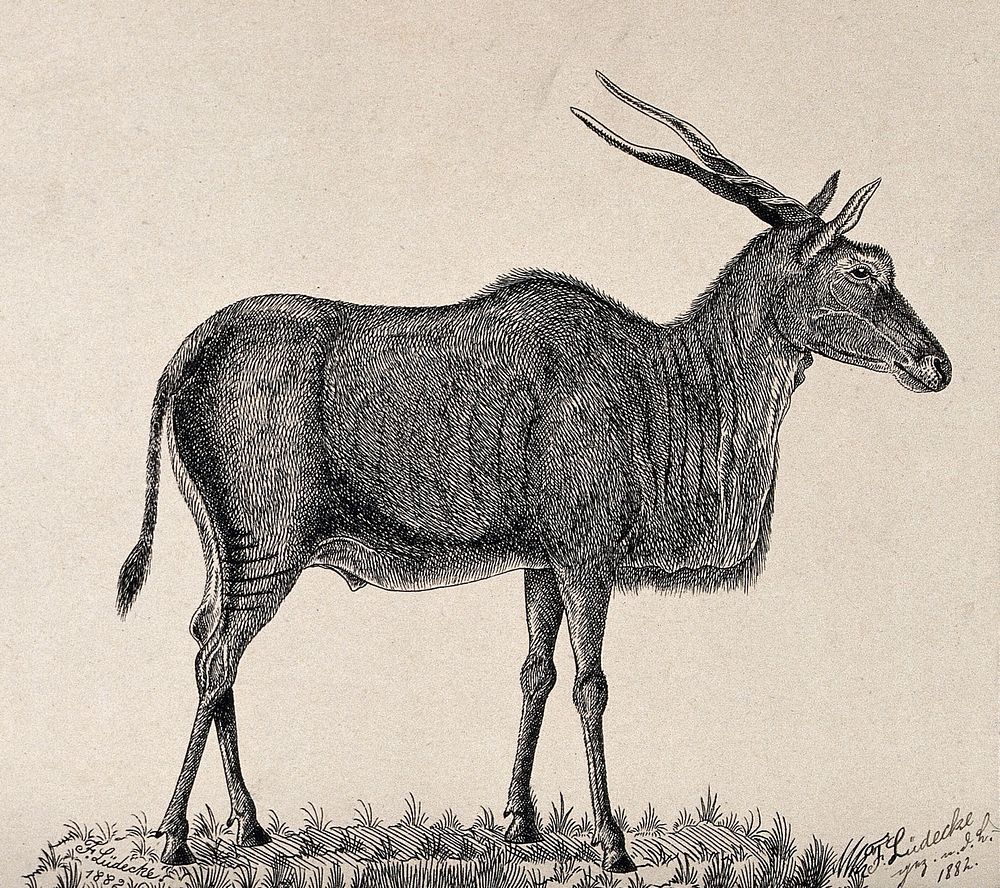 An antelope. Reproduction of an etching by F. Lüdecke, 1882.
