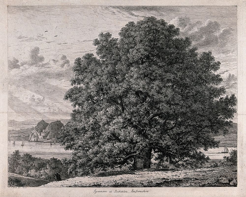 A spreading sycamore tree (Acer pseudoplatanus L.) growing by a scenic lake. Etching after J.G.Strutt, 1825.