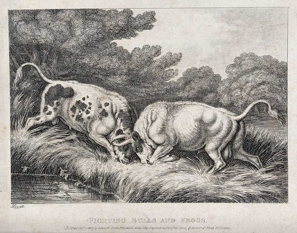 Two bulls fighting by a pond sending frogs leaping into the water. Etching by W.-S. Howitt, ca 1800.