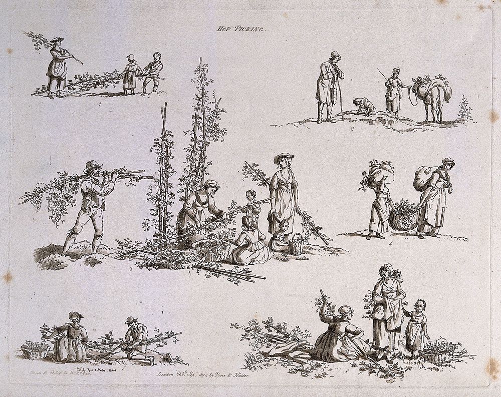 Hops being cut down and harvested: six scenes. Sepia aquatint by W.H. Pyne, ca. 1804.