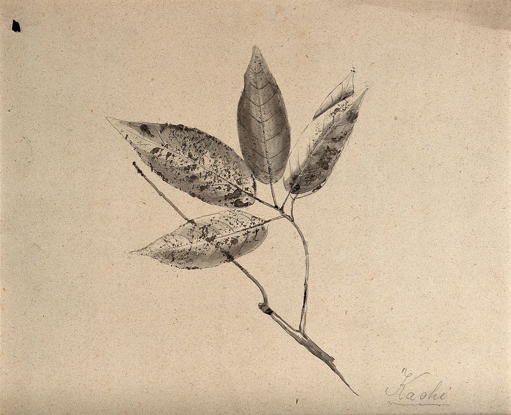 A Japanese plant (kaoki), possibly pear: branch with leaves. Pencil drawing by S. Kawano.