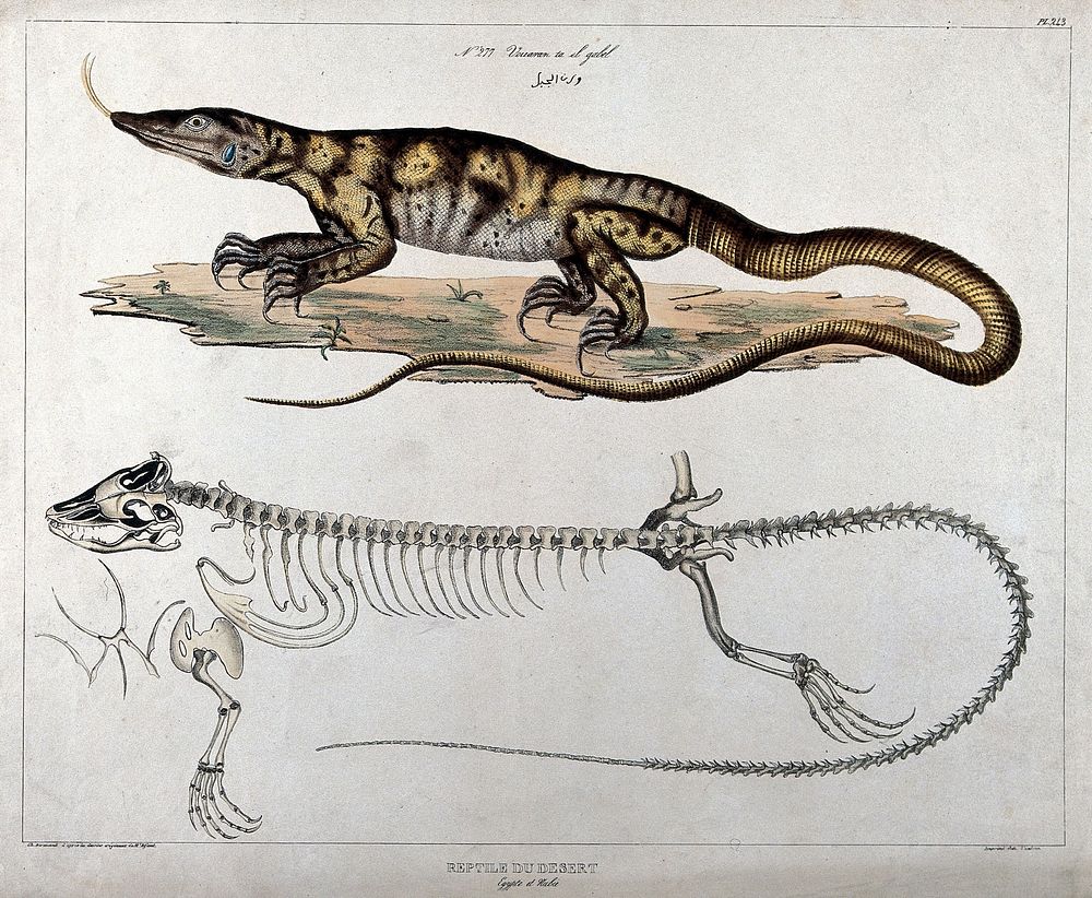 Desert-dwelling reptile from Egypt: two figures, the lower showing the reptile's skeleton. Coloured lithograph by Ch.…