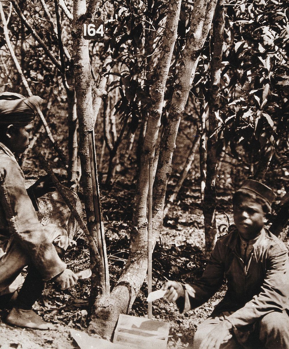 The Munsong cinchona plantation, Kalimpong, Bengal, India: scraping cinchona bark (used to produce the anti-malarial drug…