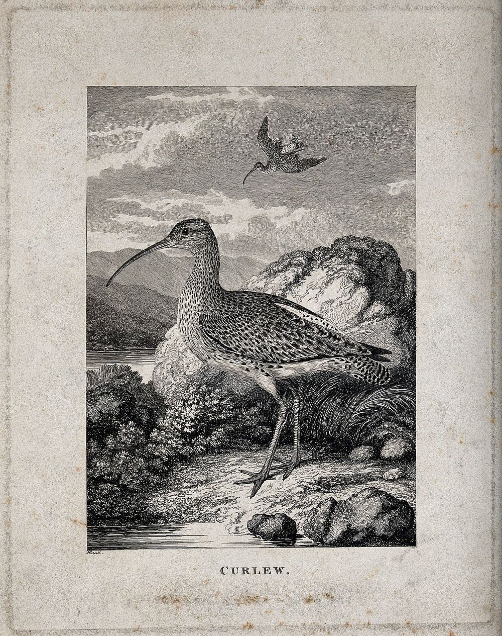 A curlew (wading bird) is standing on the river bank while another one is descending from the air onto the shore. Etching by…