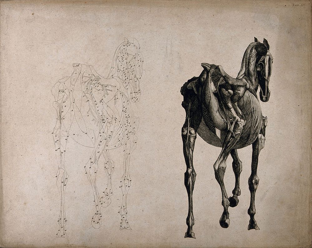 A horse, seen from behind: two écorché figures showing the muscles and bones, one an outline drawing, the other a tonal…
