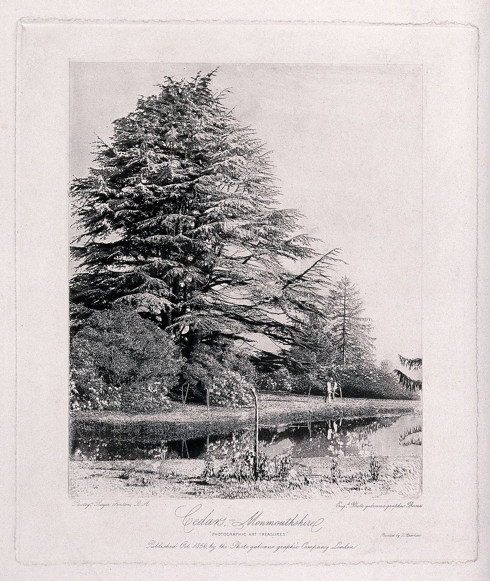 Cedar trees (Cedrus species) in a garden in Monmouthshire. Photogravure by R. Fenton, ca. 1856.
