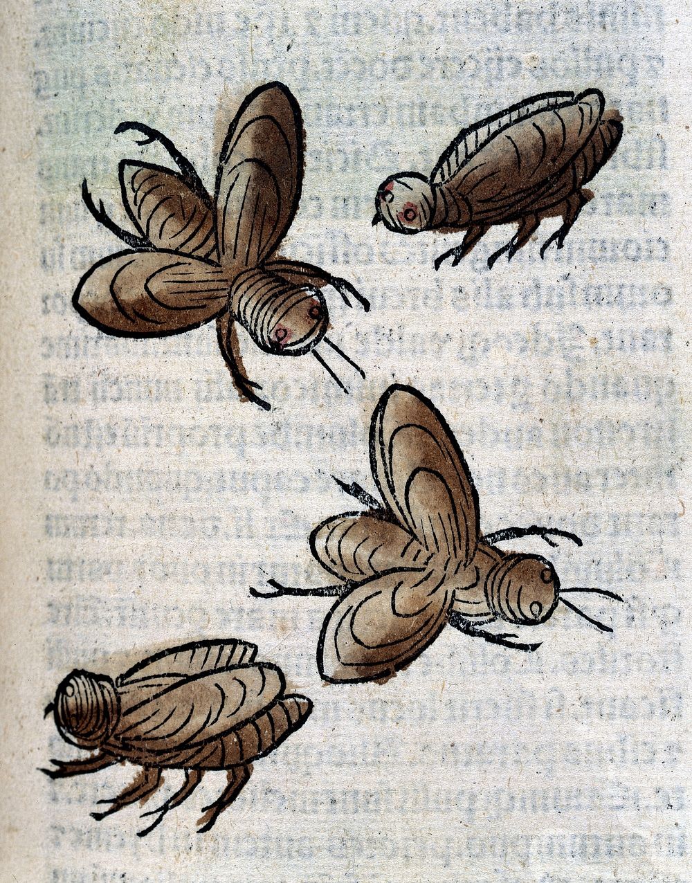 Four insects, possibly bees, woodcut, 1547