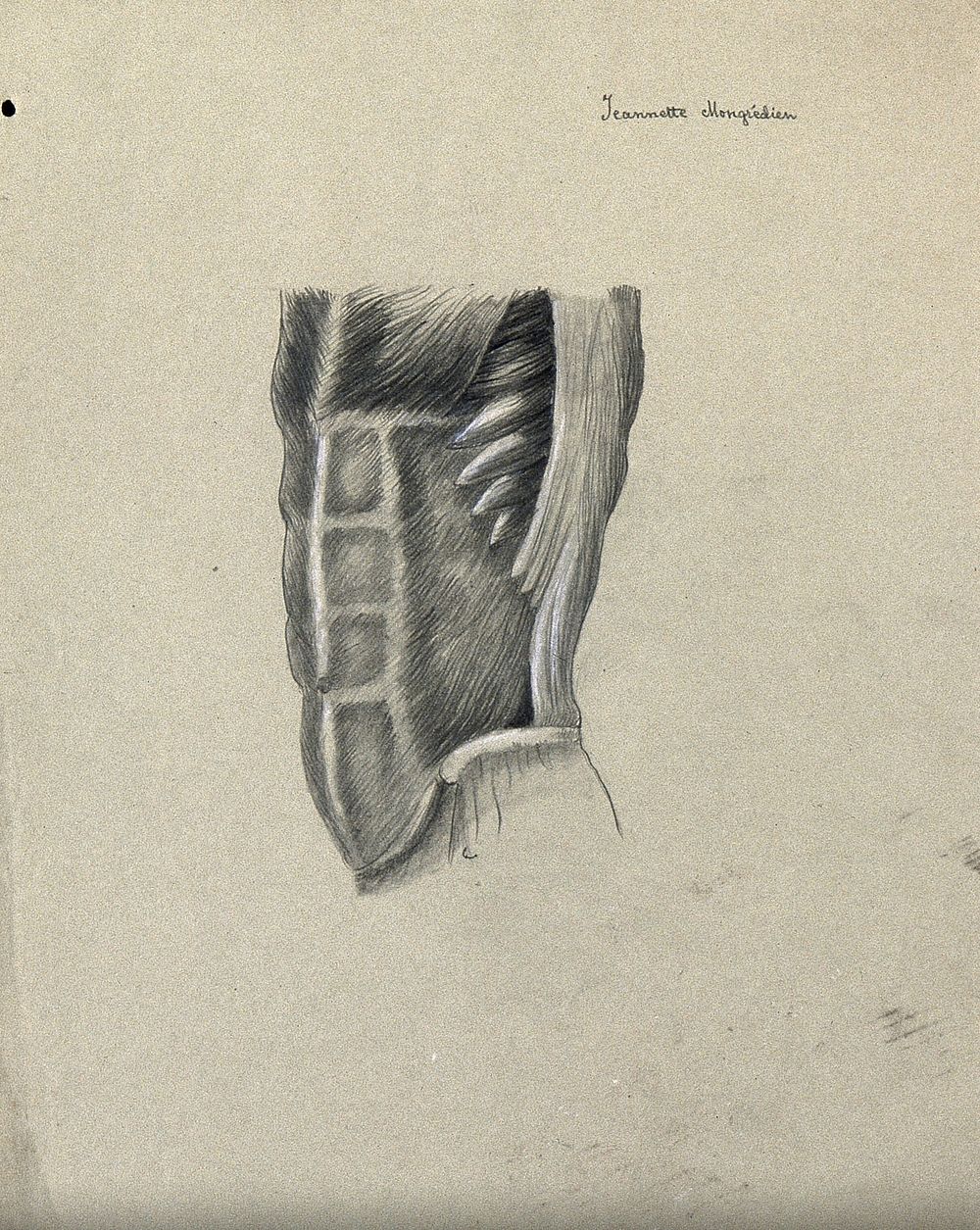 Muscles of the trunk: back view. Pencil and chalk drawing by J. Mongrédien, ca. 1880.