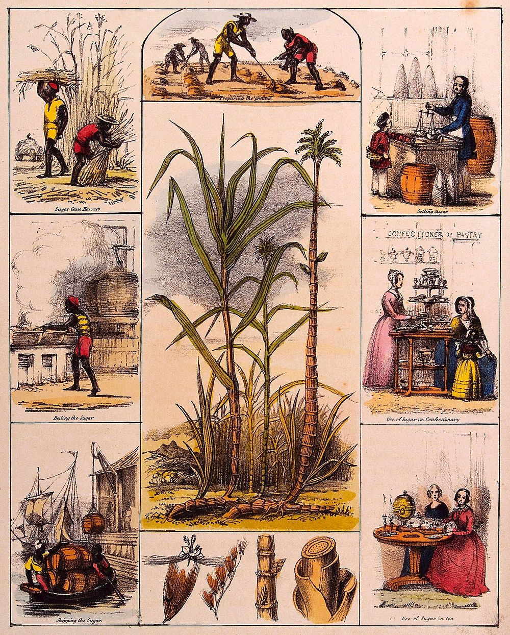 A sugar cane plant (Saccharum officinarum), its flower and sections of stem, bordered by six scenes illustrating its use by…