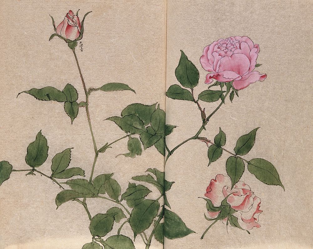 A rose (Rosa species): flowering stem and cut flower. Watercolour.