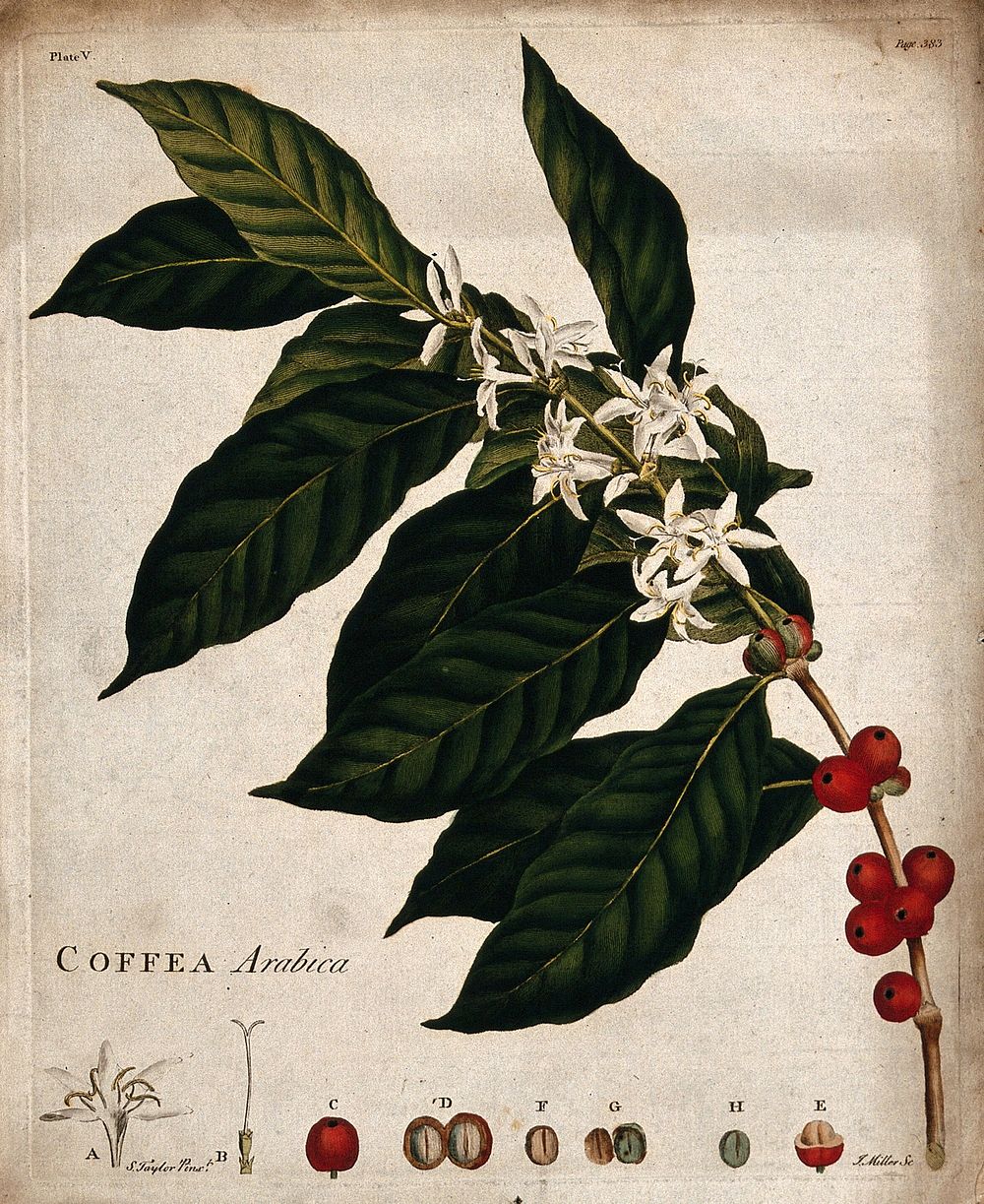 Coffee plant (Coffea arabica): flowering and fruiting stem with floral segments. Coloured engraving with etching by J.…
