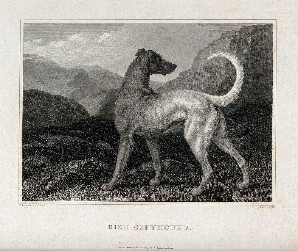 An Irish greyhound standing in a mountainous landscape. Etching by J. Scott after P. Reinagle.