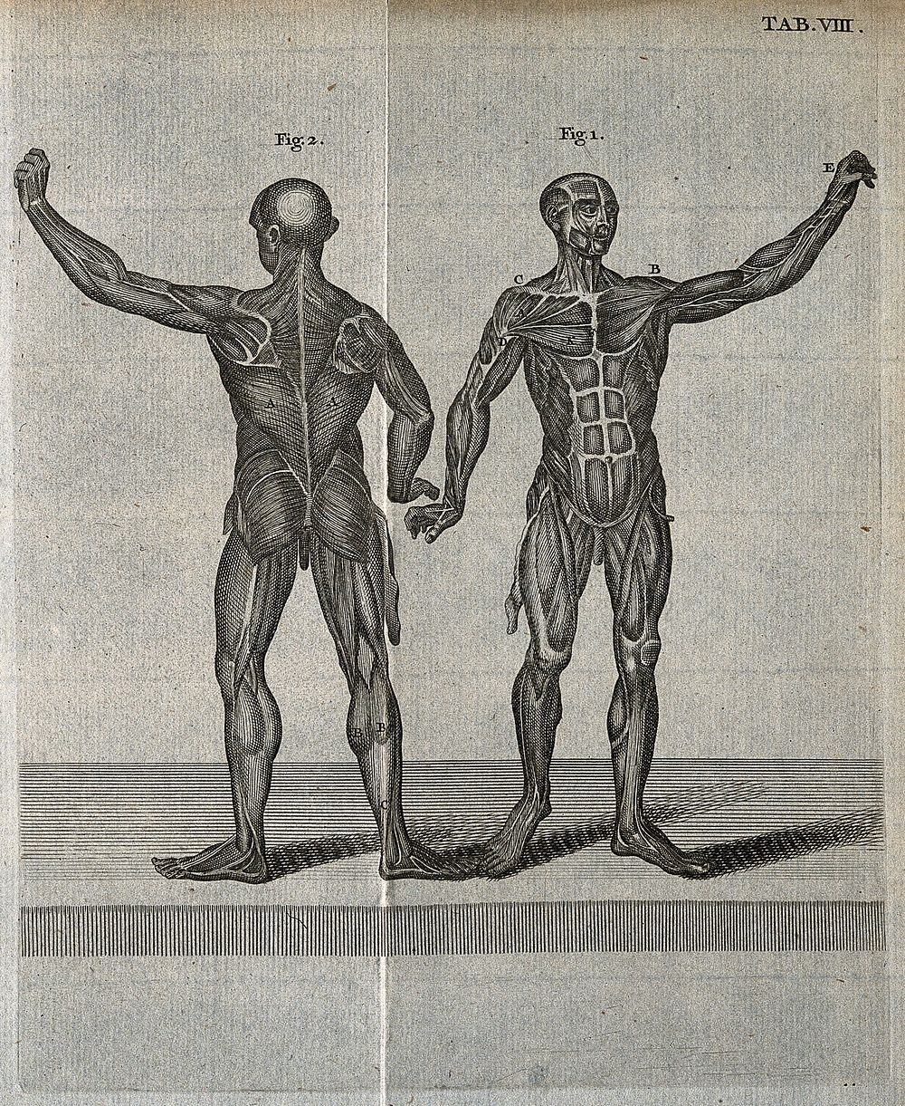 Two musclemen, viewed from the front and from the back. Engraving, 18th century.
