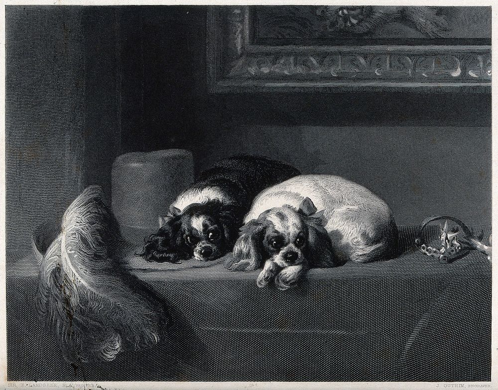 Two spaniels lying on a table covering. Reproduction of an engraving by J. Outrim after a painting by E. H. Landseer.