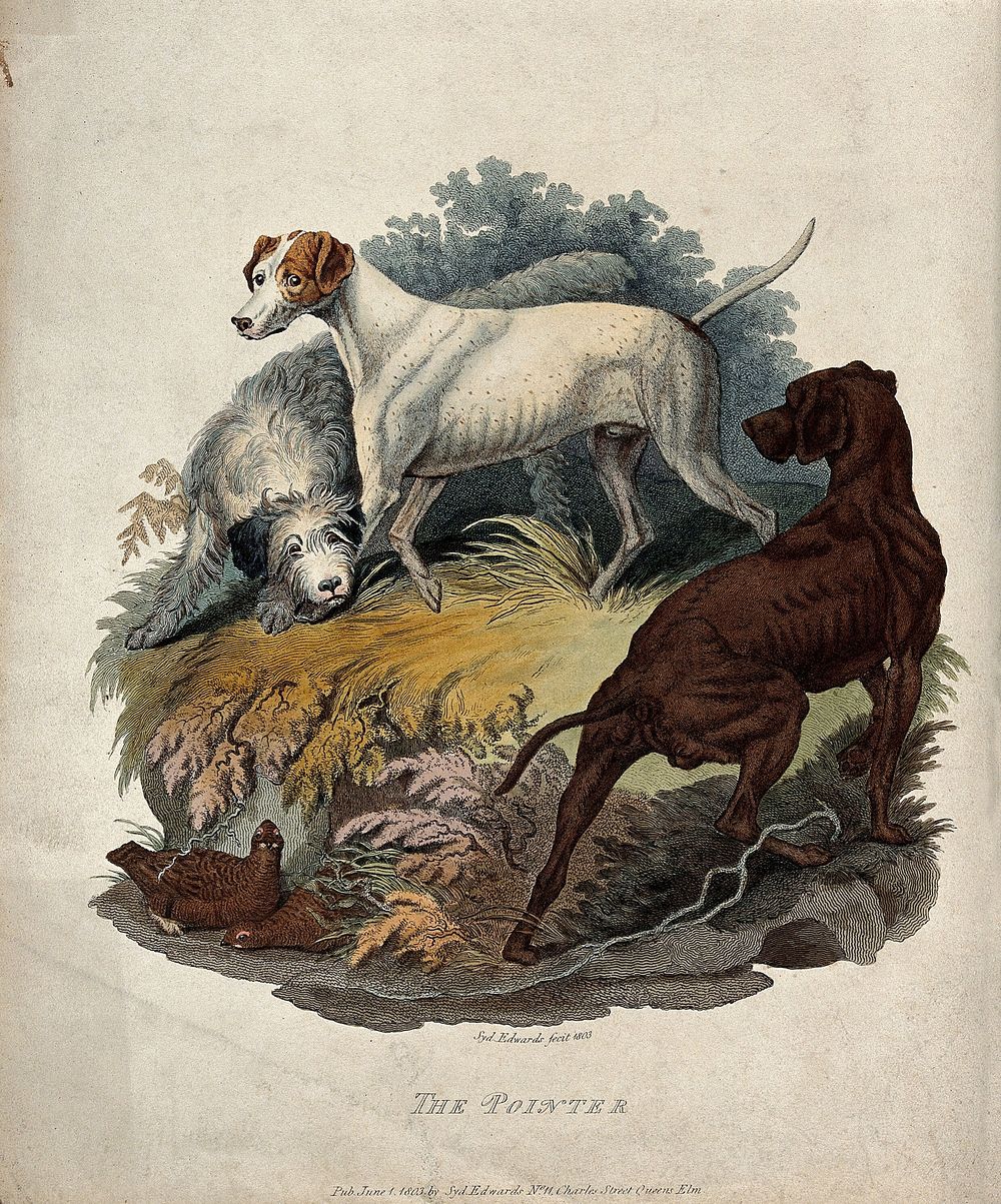 Three hunting dogs are standing next to a spot where two game-birds are hiding under a small crag. Coloured etching by S.T.…