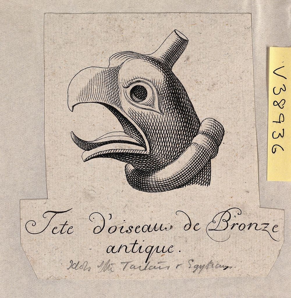 The antique bronze head of a bird. Engraving.