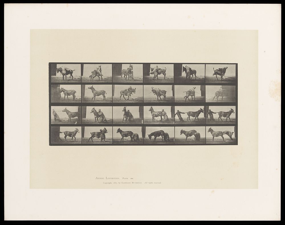 A clothed man gets off a mule and tries various ways to force the animal to move without success. Collotype after Eadweard…