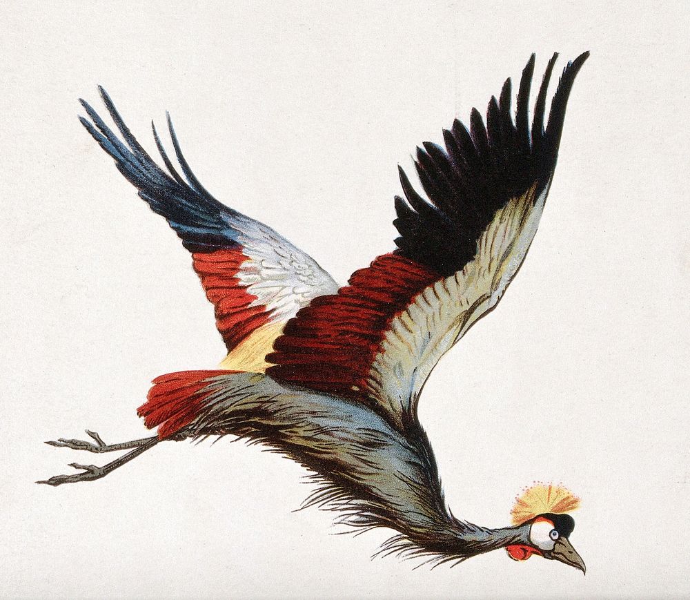 The South African crowned crane in mid-flight. Chromolithograph.