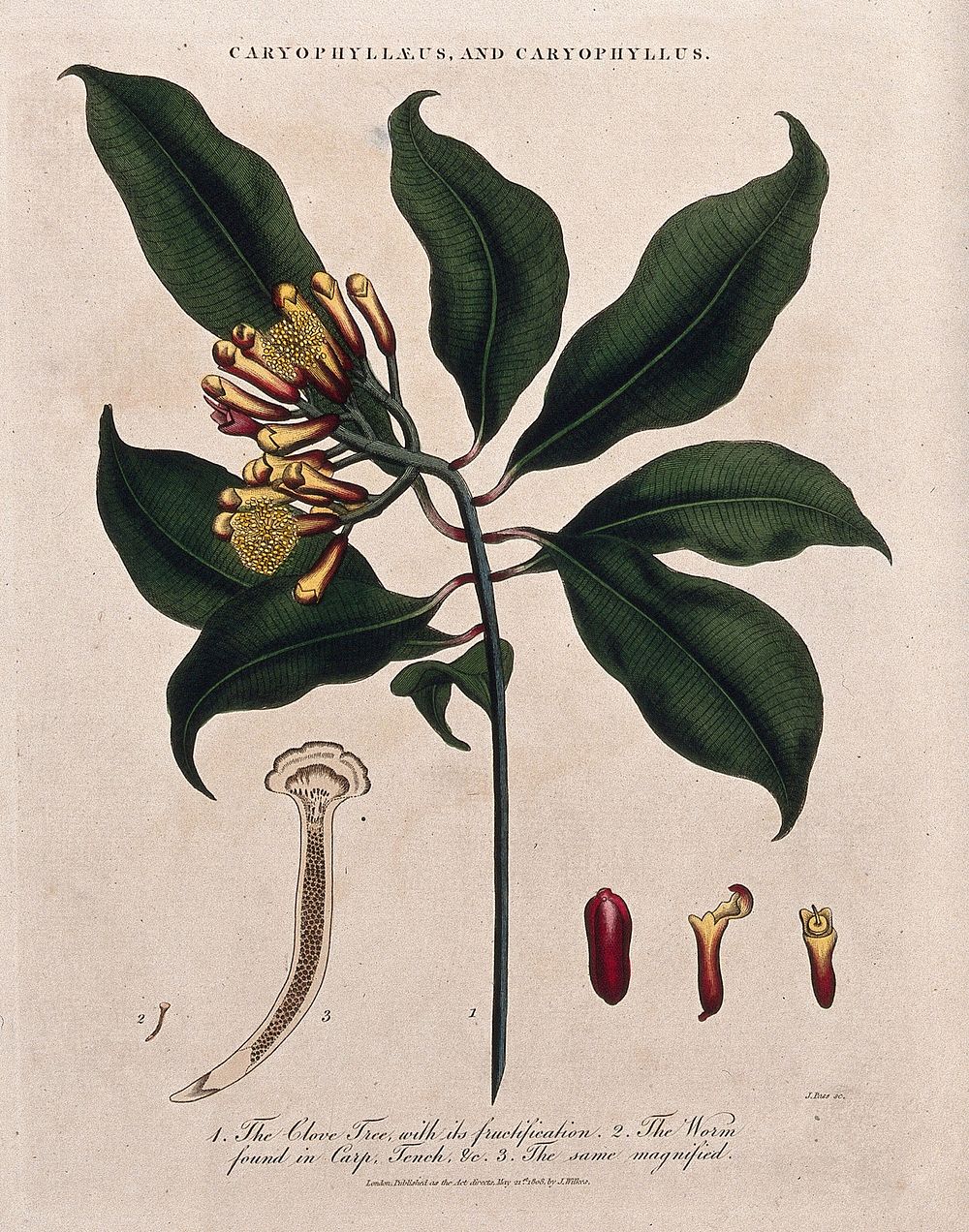 Clove tree (Syzygium aromaticum): flowering and fruiting stem with cloves and parasitic worm. Coloured etching by J. Pass…