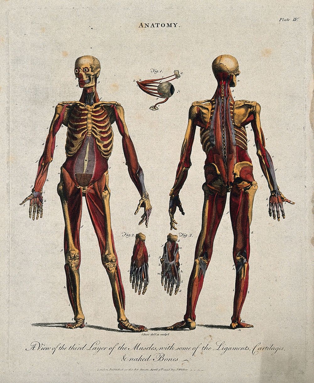 An écorché showing the third layer of muscles, with ligaments, cartilages and bones: front and back views with additional…