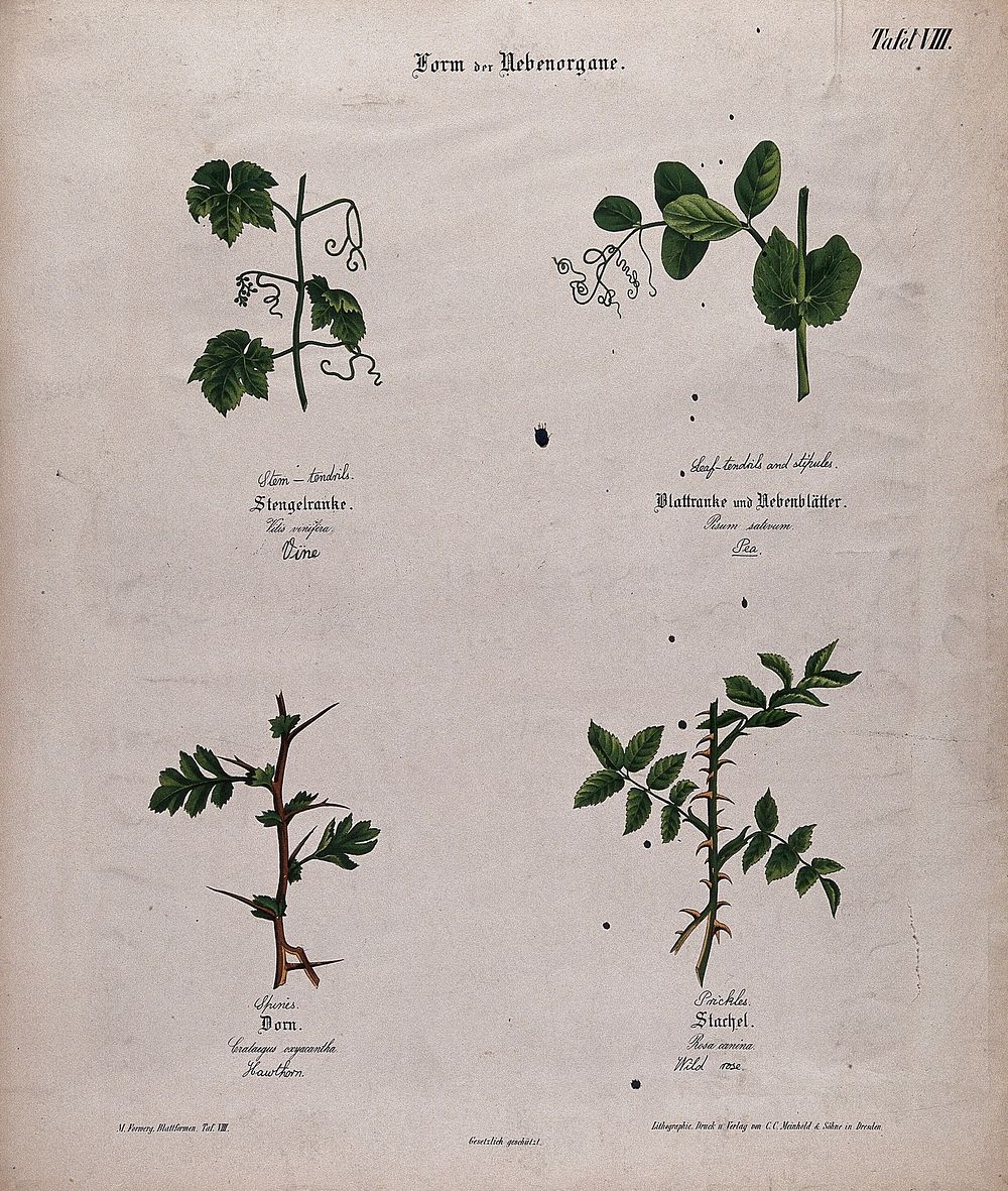 Four plants, all with different forms of tendrils or thorns. Chromolithograph, c. 1850.
