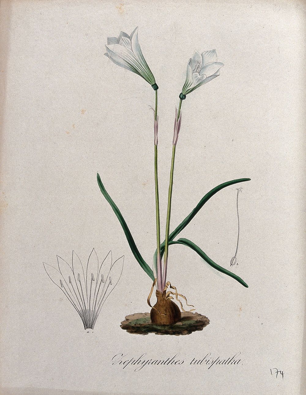 Barbados snowdrop (Zephyranthes tubispatha): flowering plant and floral segments. Coloured lithograph.