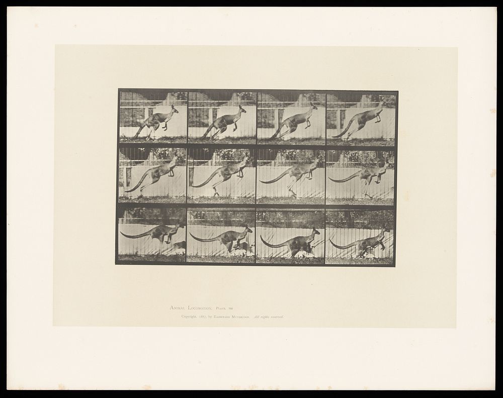 A kangaroo jumping. Collotype after Eadweard Muybridge, 1887.