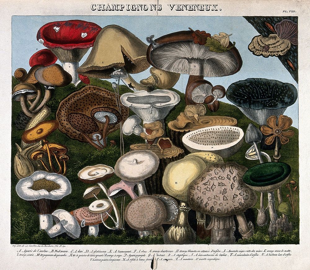 Poisonous fungi: 24 species, including Agaricus, Hypophyllum and Amanita species. Coloured lithograph by A. Cornillon, c.…